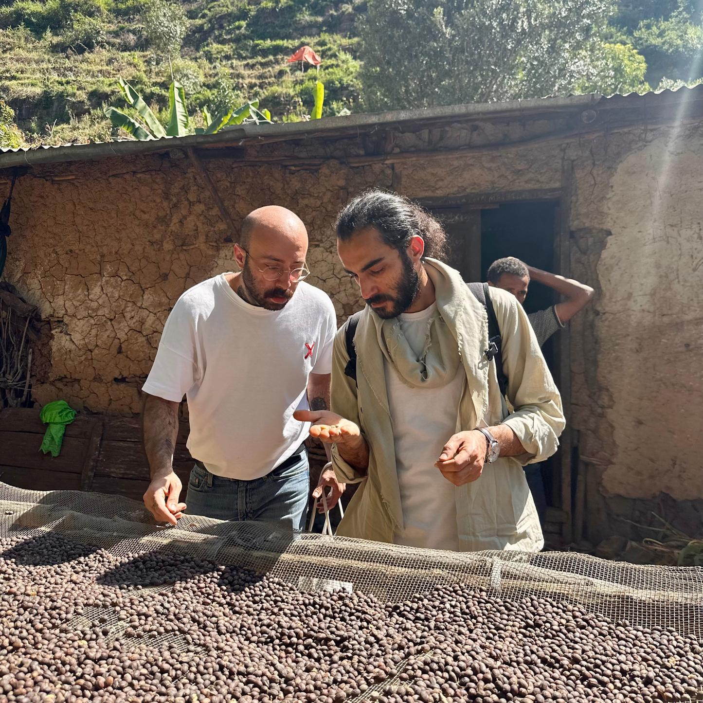 Etiyopya Kahve Hasadı Turu